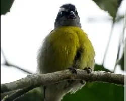 bananaquit