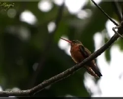 Cinnamon Hummingbird