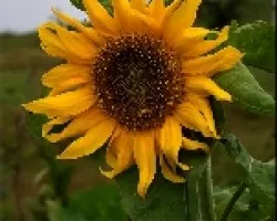 girasol