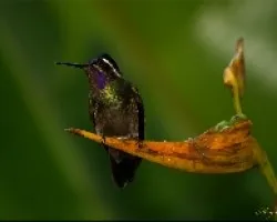 Lampornis calolaemus