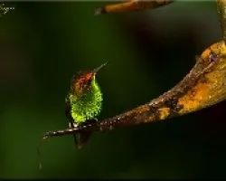 Colibri