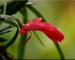 bailarina