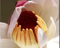 Nymphaea lotus