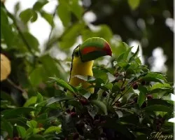 Ramphastos sulfuratus