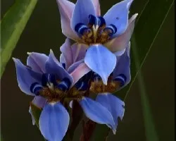 lirio