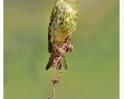 Verderon