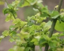 entre las ramas