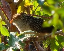 pajaro radiante