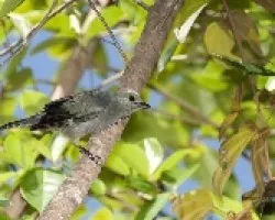 Thraupis palmarum