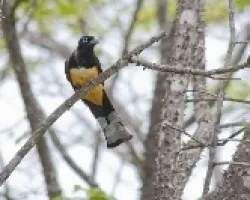 Trogon melanocephalus