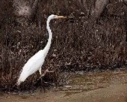 Ardea alba