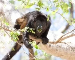 Mono congo