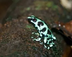 Dendrobates auratus