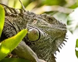 Iguana