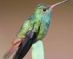 Colibri