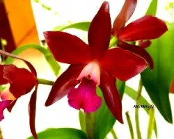 ORQUIDEAS