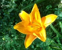 Azalea