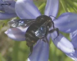 Abejorro