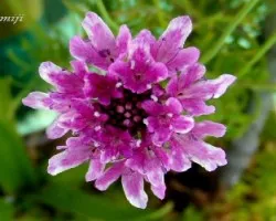 CEPHALARIA GIGANTEA