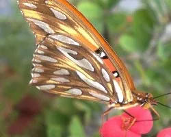 Mariposa