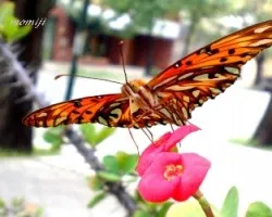 Mariposa