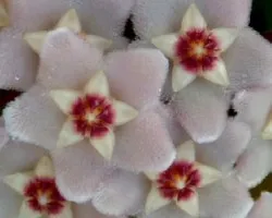 Hoya carnosa