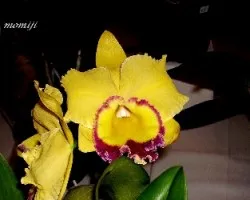 Orquidea