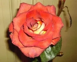 Rosa