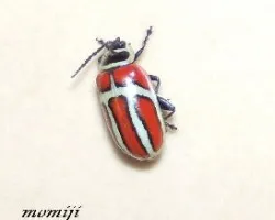 Bicho desconocido