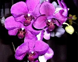 Phalaenopsis