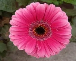 Gerbera