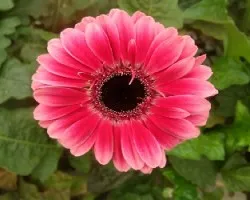 Gerbera