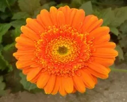 Gerbera