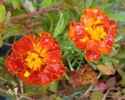 Tagetes