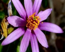 Grewia occidentalis