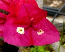 Bougainvillea