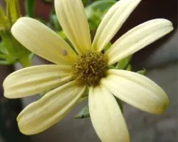 FLOR