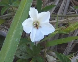 ABEJITA