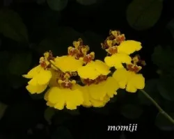 oncidium