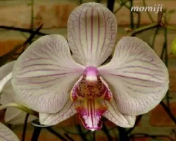 orquidea