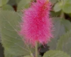 ACALYPHA REPTANS