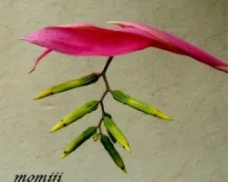 Tillandsia