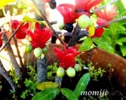 Ochna multiflora