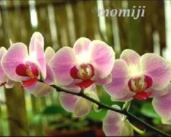 Orquideas