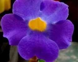 Thunbergia erecta
