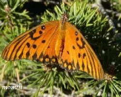 Mariposa