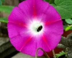 Abeja escondida