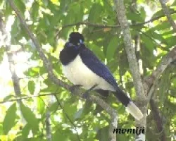 Urraca