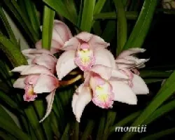 Cymbidium