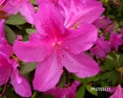 AZALEA